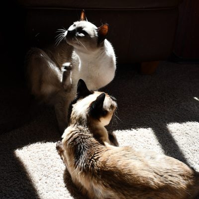 Nacy-Ruhmel_cats_small-1200x800